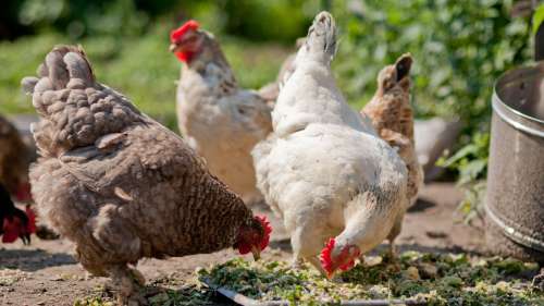 L’histoire improbable de la domestication des poulets par l’Homme