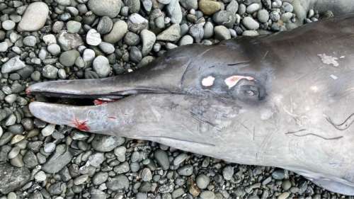 Une baleine à bec morte couverte de blessures inhabituelles échouée sur une plage de Californie