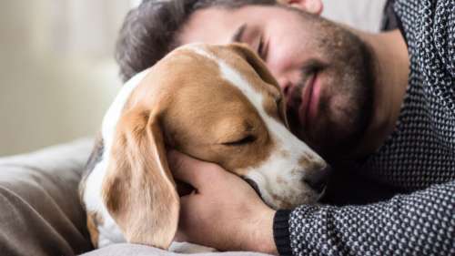 Une analyse génétique révèle pourquoi le chien est le meilleur ami de l’Homme