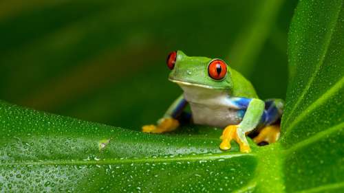 Quelle est la différence entre une grenouille et un crapaud ?