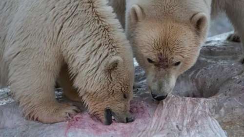 Des ours polaires surpris en train de se nourrir sur une carcasse de grand cachalot