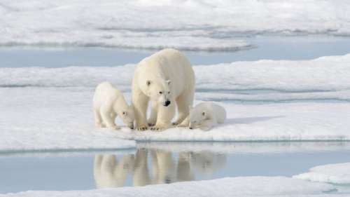 Découverte d’une population secrète d’ours polaires dans un environnement inattendu