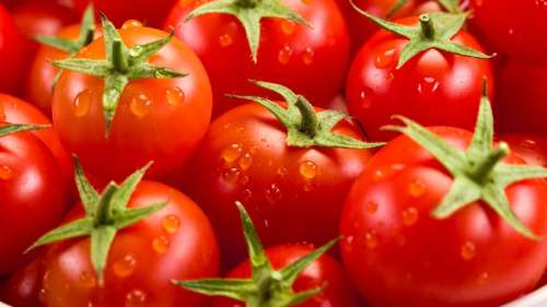 Pourquoi la tomate a été considérée comme toxique pendant 200 ans en Europe ?