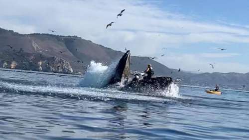 Une baleine à bosse engloutit deux femmes en kayak dans cette vidéo incroyable