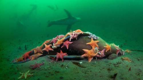 Admirez cette photo d’un essaim d’étoiles de mer multicolores dévorant le cadavre d’un lion de mer