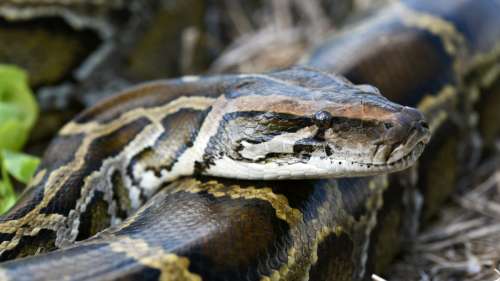 Des chercheurs capturent le plus gros python jamais observé