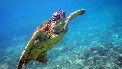 Les tortues marines naissent presque toutes femelles à cause du réchauffement climatique