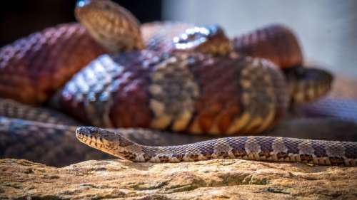 Cette vidéo montre un serpent donnant naissance à 11 bébés !