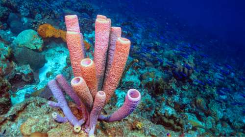 Les éponges peuvent éternuer, et d’autres créatures marines mangent leur mucus