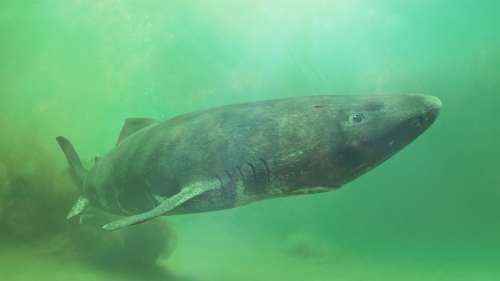 Un requin du Groenland retrouvé dans la mer des Caraïbes à des milliers de kilomètres de chez lui