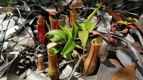 Une étude détaille l’ingénieux mécanisme mortel d’une plante carnivore