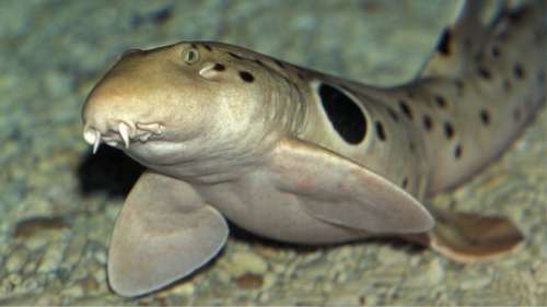 Un « requin marcheur » rare filmé au large de la Nouvelle-Guinée