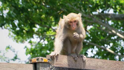 Un gang de singes terrorise une ville japonaise