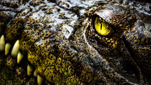 Un alligator cannibale dévore sans pitié l’un des siens dans cette vidéo