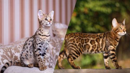 8 races de chats qui ressemblent à des léopards