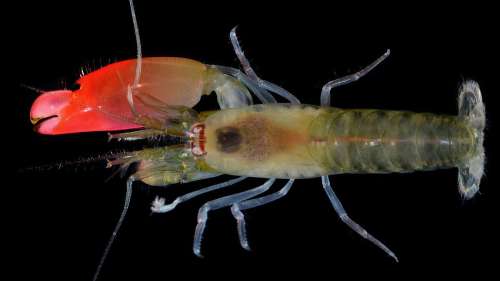 Lumière sur l’incroyable capacité des crevettes-pistolets