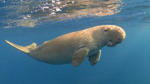 Le dugong, la vache de mer, considéré comme éteint en Chine