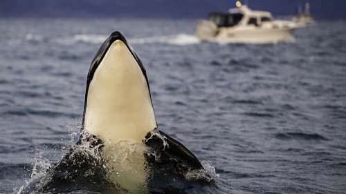 Des orques s’attaquent à des bateaux en Europe