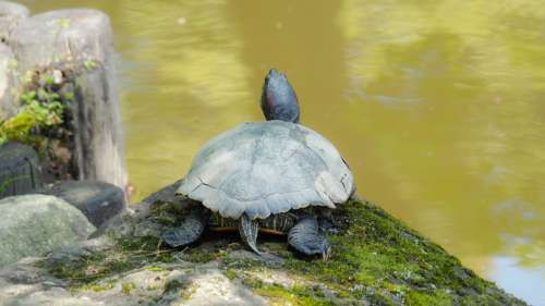 Les tortues peuvent-elles vraiment respirer par l’anus ?