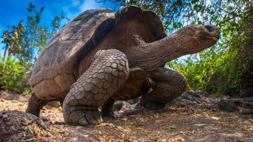 Galapagos : Le gouvernement exhorte à cesser de manger des tortues géantes en voie de disparition