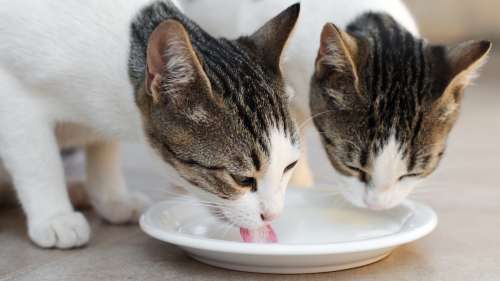 Les chats peuvent-ils boire du lait sans danger ?