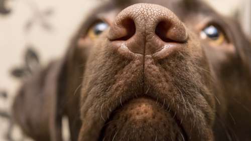 Les chiens peuvent littéralement sentir quand vous êtes stressé