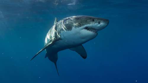 Un grand requin blanc de 5 mètres aperçu en Méditerranée