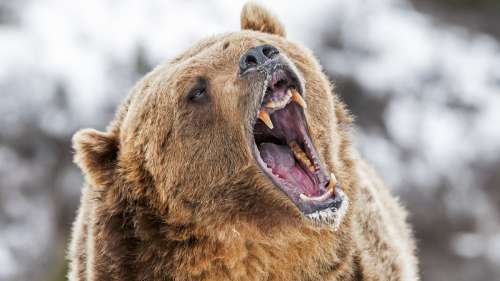 Un alpiniste repousse l’attaque d’un ours en pleine montagne et s’en sort miraculeusement