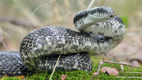 Un homme en Alabama découvre un énorme serpent ratier gris dans ses toilettes