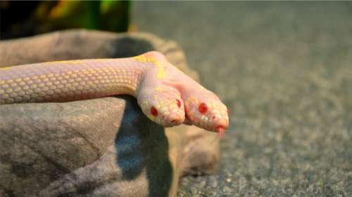 Un serpent à deux têtes a vu le jour en Caroline du Nord