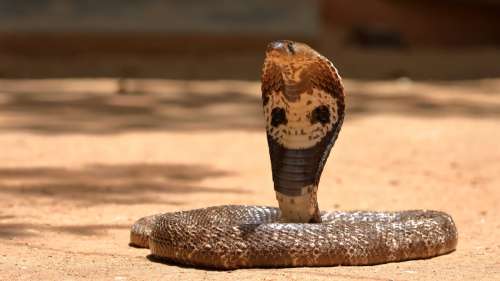 Un homme meurt en essayant de prendre un selfie avec un serpent venimeux