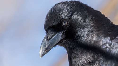 Les corbeaux possèderaient une aptitude que l’on croyait exclusive aux humains