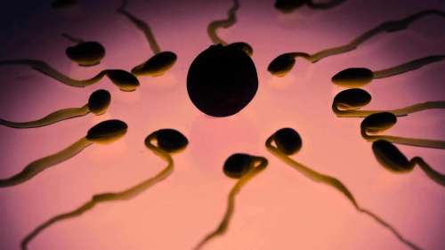 La chute du nombre de spermatozoïdes s’accélère dans le monde entier, selon une étude