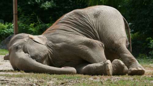 Après avoir bu de l’eau fermentée, ces éléphants ont été retrouvés ivres en Inde