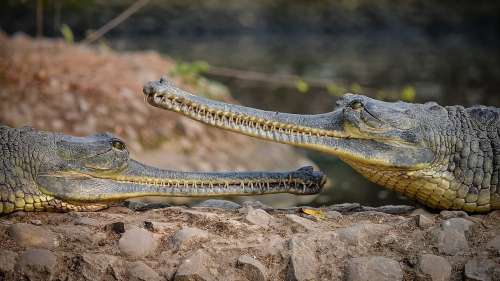 Rencontrez le gavial, une espèce de crocodile qui a vraiment besoin de notre aide