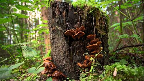 Des chercheurs créent une puce électronique recyclable à base de peau de champignon