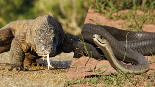 10 des reptiles les plus dangereux au monde