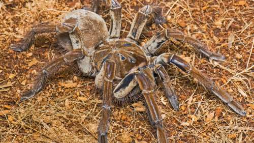 Le plus grand arachnide ayant jamais vécu