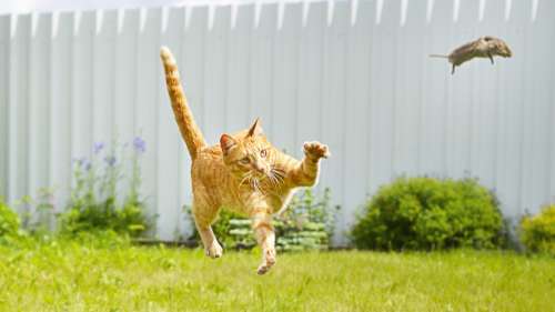 Savez-vous pourquoi les chats « jouent » avec leur proie ?