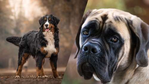 Les 10 races de chiens qui vivent le moins longtemps