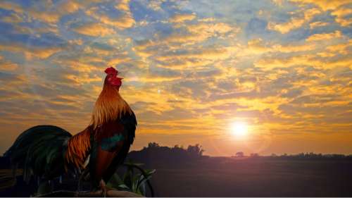 Pourquoi les oiseaux chantent-ils le matin ?