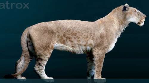 Un rare fossile de lion américain découvert après l’assèchement du Mississippi