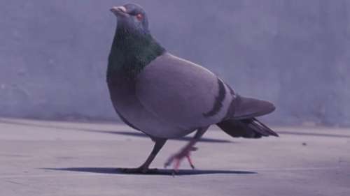 Cet amusant pigeon danse en pleine rue