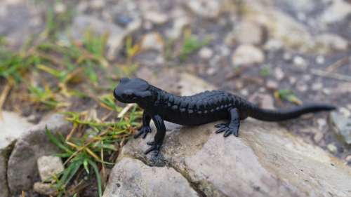 La salamandre noire, un animal recouvert de poison