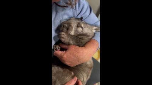 Ce wombat qui suce son pouce a ému le monde entier