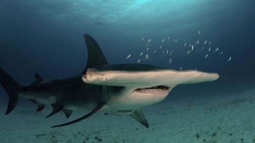 D’où vient l’étrange tête des requins-marteaux ?