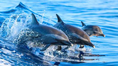 QUIZ : Connaissez-vous bien les dauphins ?