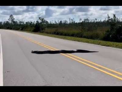 Un énorme serpent filmé en train de traverser la route