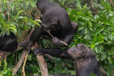 Les animaux innovants : l’histoire de la fabrication d’outils chez les singes et d’autres espèces