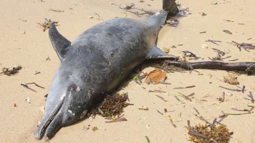 Les dauphins pourraient aussi souffrir de la maladie d’Alzheimer